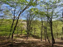 Prodej lesa, Luže - Doly, 26738 m2