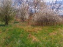 Pronájem zahrady, Olomouc - Povel, 407 m2