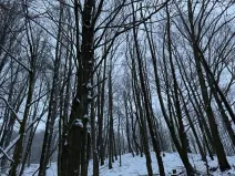 Prodej lesa, Starý Jičín, 11214 m2