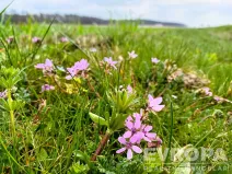 Prodej pole, Čistá, 27281 m2