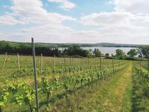 Prodej sadu/vinice, Sedlec, 21196 m2