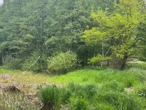 Prodej lesa, Lodhéřov, 8015 m2