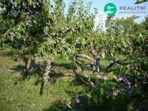 Prodej zahrady, Čejč, U Šlechtitelky, 608 m2