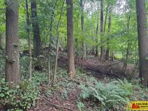 Prodej lesa, Dalečín - Hluboké, 20371 m2
