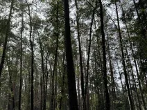 Prodej lesa, Hromnice, 12972 m2