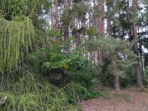 Prodej lesa, Nečín, 14980 m2