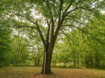 Prodej zahrady, Újezdec, 1891 m2