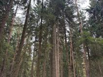 Prodej podílu lesa, Ledenice, 4462 m2