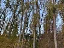 Prodej lesa, Sány, 1918 m2