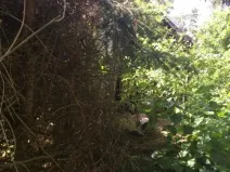 Prodej lesa, Česká Čermná, 419 m2