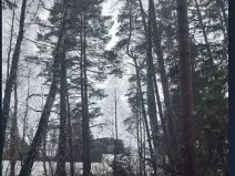 Prodej lesa, Kojčice, 1102 m2