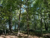 Prodej lesa, Ostrava, 8938 m2