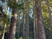 Prodej lesa, Havlovice, 13402 m2