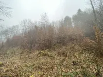 Prodej lesa, Jedlí, 1198 m2