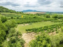 Prodej sadu/vinice, Pouzdřany, 1120 m2