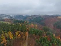 Prodej lesa, Lukavice, 90440 m2