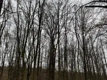 Prodej lesa, Čejkovice, 8895 m2