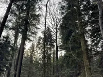 Prodej podílu lesa, Halenkov, 1840 m2