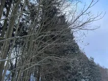 Prodej lesa, Lužany, 2098 m2