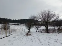 Prodej zahrady, Mikulov, Nová, 467 m2