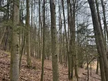 Prodej lesa, Huslenky, 29988 m2