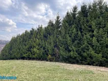 Prodej lesa, Horní Heřmanice, 51563 m2