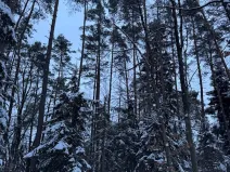 Prodej lesa, Dolní Bousov, 59634 m2