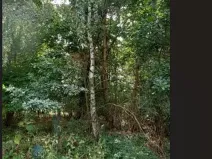 Prodej lesa, Červená Řečice, 150 m2