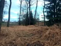 Prodej lesa, Pošná, 3636 m2