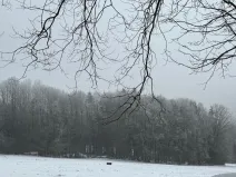 Prodej podílu lesa, Brloh, 5446 m2