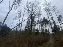 Prodej lesa, Blížejov - Lštění, 4481 m2