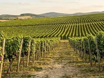 Prodej pozemku, Mikulov, 99149 m2