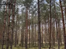 Prodej podílu lesa, Račice, 38354 m2