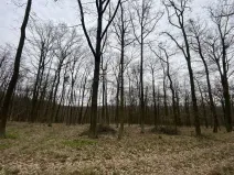 Prodej lesa, Silůvky, 3896 m2
