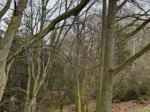 Prodej podílu lesa, Pertoltice, 4226 m2