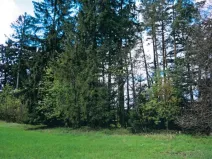 Prodej lesa, Nová Bystřice, 3201 m2