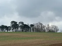 Prodej lesa, Plaňany, 1690 m2