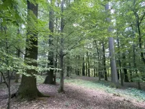 Prodej lesa, Olbramice, 2070 m2