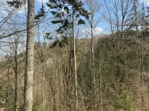 Prodej podílu lesa, Železný Brod, 11060 m2
