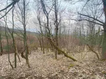 Dražba louky, Mírová pod Kozákovem, 1000 m2