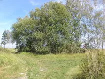 Dražba louky, Čejetice, 620 m2