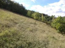 Dražba louky, Řehlovice, 806 m2