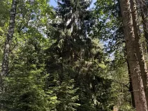 Prodej podílu lesa, Zádolí, 12979 m2