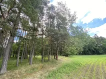 Prodej lesa, Slabčice - Nemějice, 1004 m2