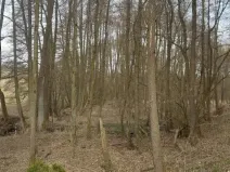 Prodej lesa, Dolní Hořice, 2471 m2