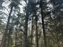 Prodej podílu lesa, Koloveč, 11497 m2