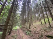Prodej lesa, Strážná, 11485 m2