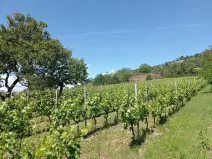 Prodej komerčního pozemku, Mikulov, Zlámalova, 3460 m2