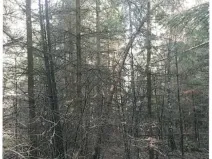Prodej lesa, Žirovnice, 2626 m2