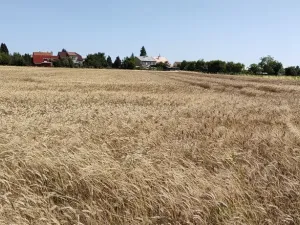 Prodej pozemku pro bydlení, Beňov, 5182 m2